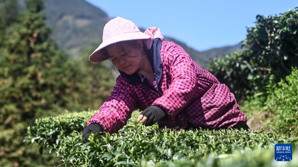 广西三江:早春茶飘香