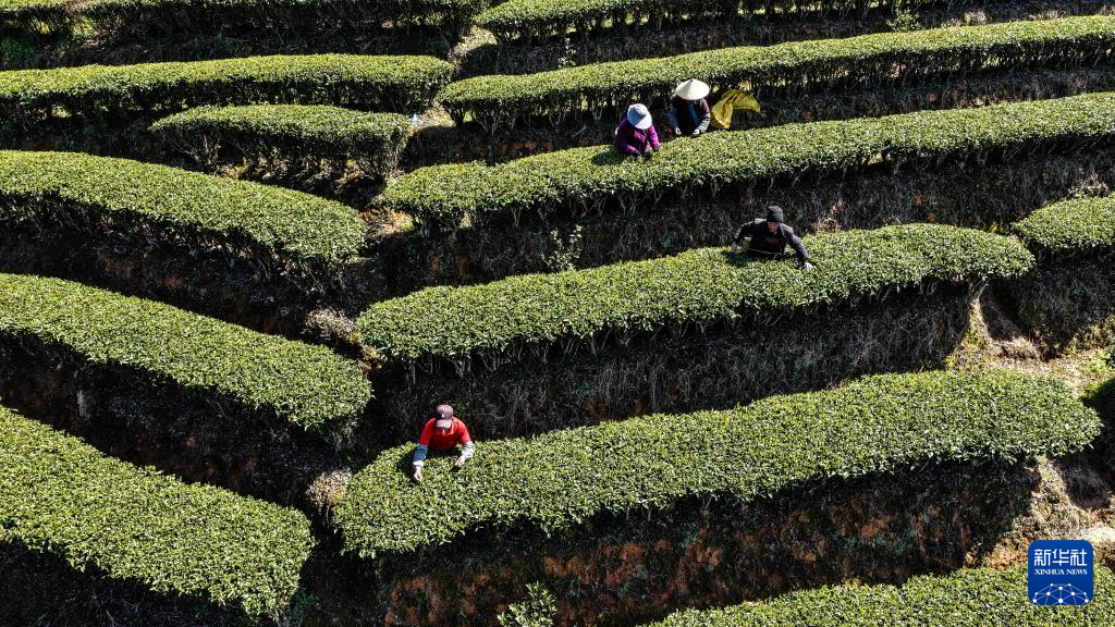 广西三江:早春茶飘香