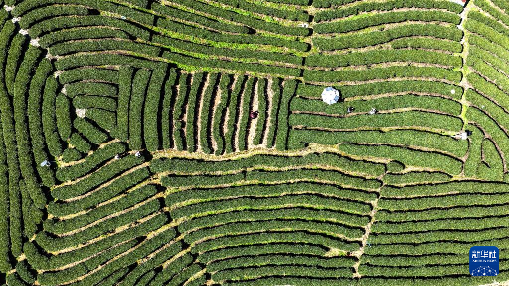 广西三江:早春茶飘香