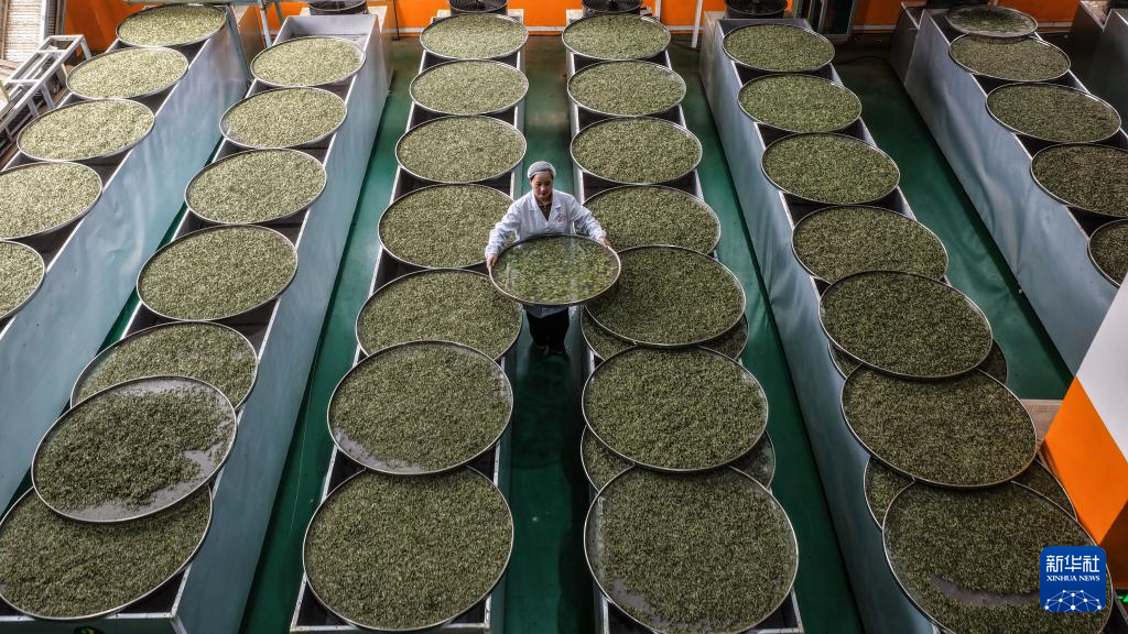 广西三江:早春茶飘香