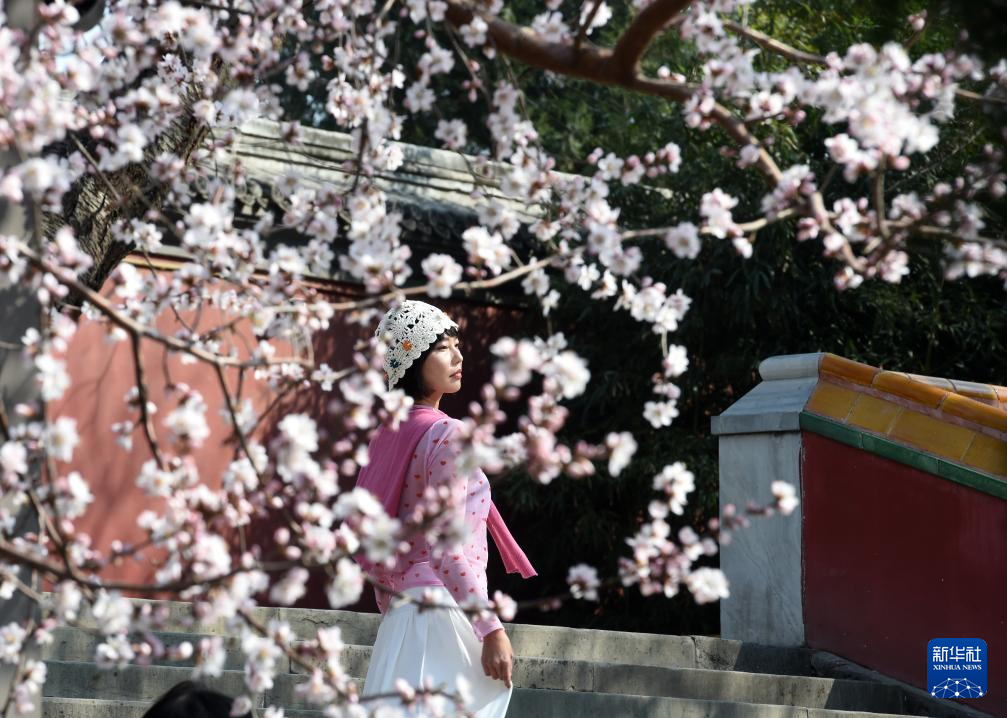又见京城花满枝