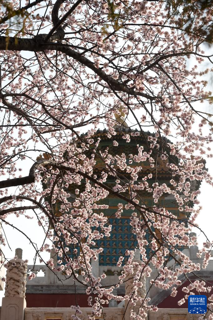 又见京城花满枝