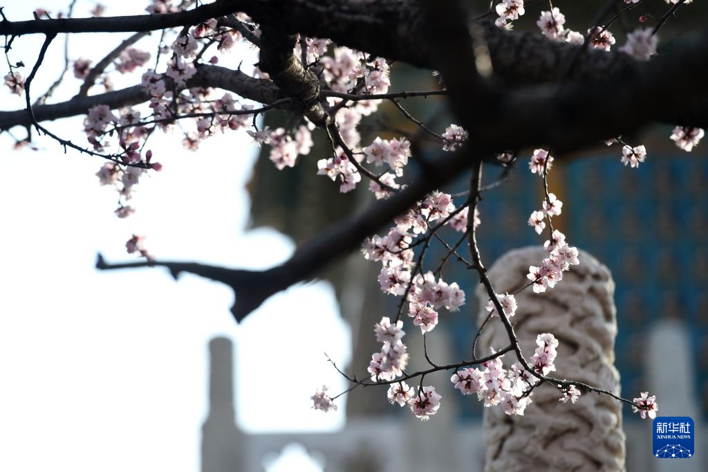 又见京城花满枝
