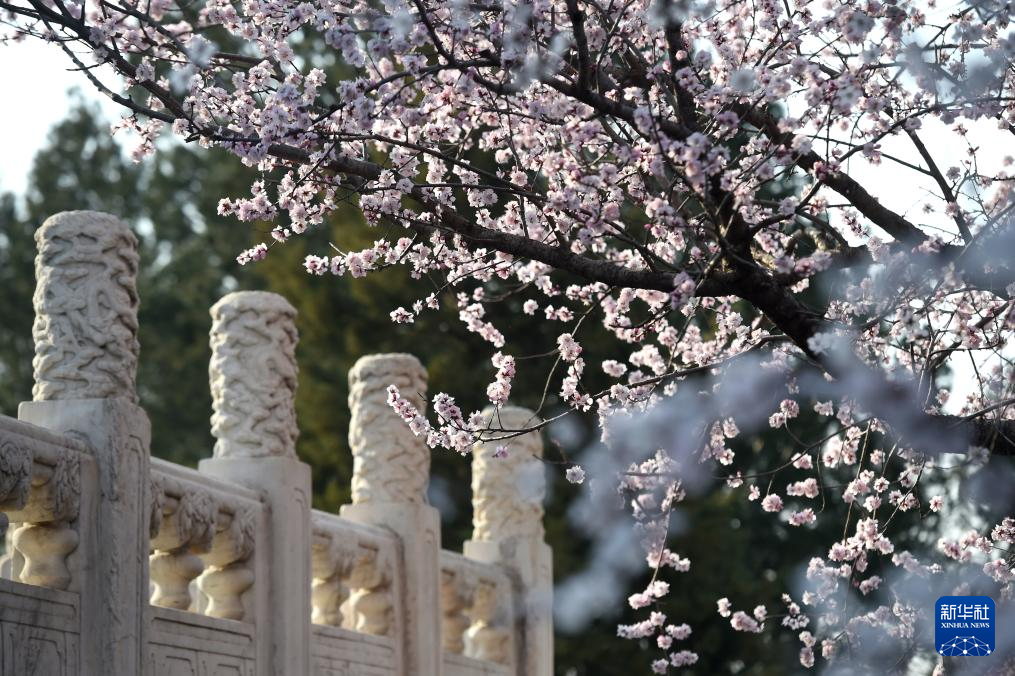 又见京城花满枝