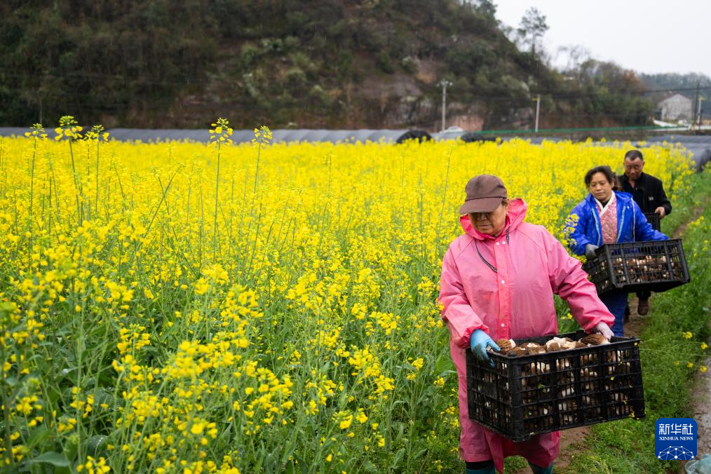 湖北远安: 小菌菇撑起“富民伞”