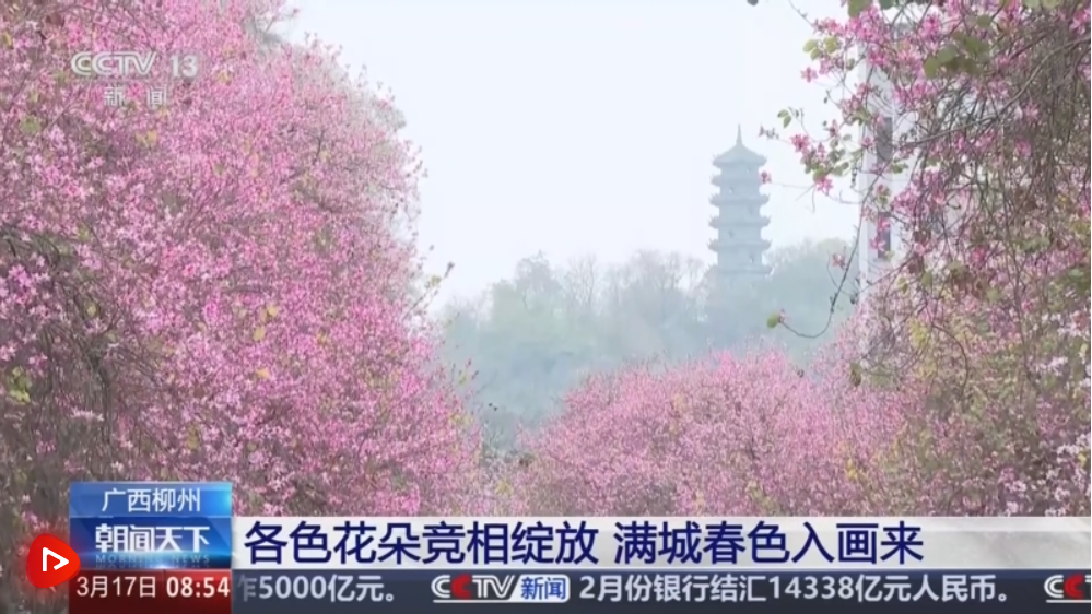 春日景色唤醒 “美丽经济” 赏花游成为农文旅消费新热点