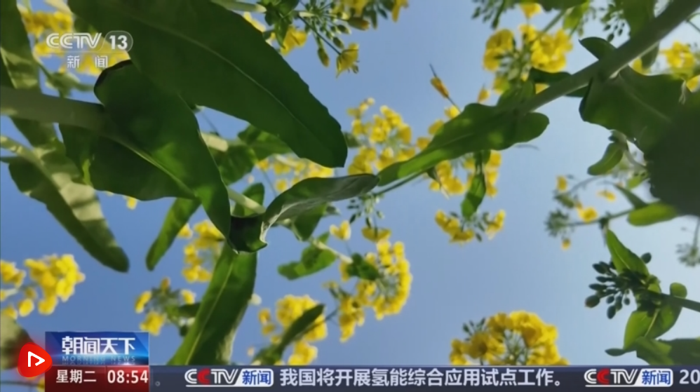 一片金色花海，把“春日流量”装进了村民的“钱袋子”