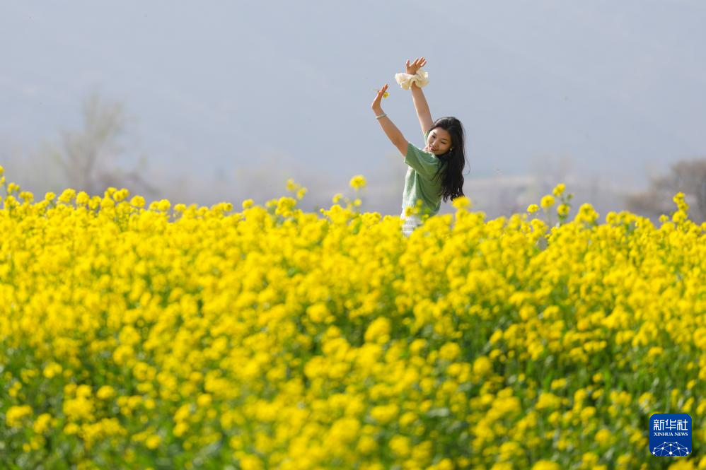 山西运城:花海春色