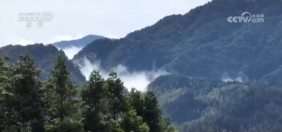 36亿亩、25.09%,双增长!“植”此青绿绘就美丽中国新画卷