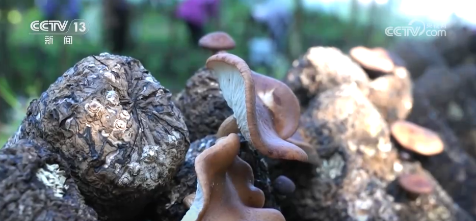 36亿亩、25.09%,双增长!“植”此青绿绘就美丽中国新画卷