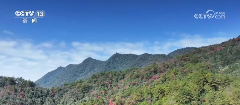 36亿亩、25.09%,双增长!“植”此青绿绘就美丽中国新画卷