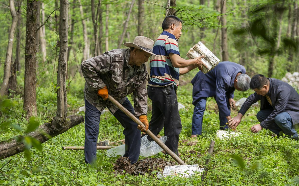天天学习|我们每个人都是乘凉者,但更要做种树者 2025年4月16日,江西新余,仙女湖区河下镇花园村林场,人们正在搬运、栽植灵芝菌棒。