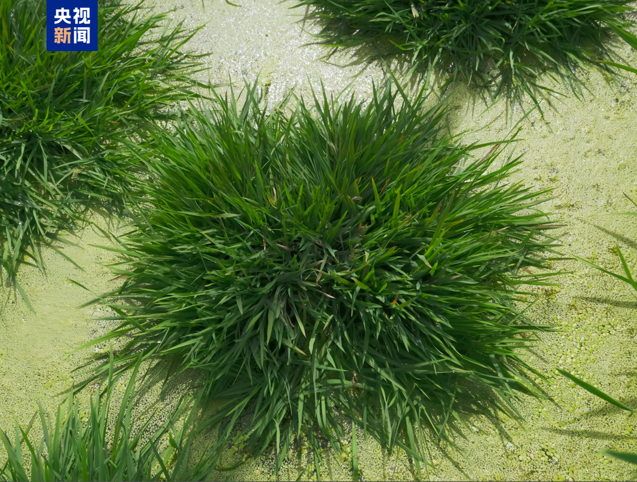 全球首次、硬核突破!本周,我国多领域成果密集“上新”