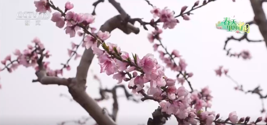 争农时、抢春管、推技术、保丰产 农业科技助力下好春耕生产“先手棋”