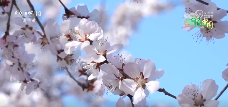 繁花绽放“美丽经济” 多彩活动点燃春日文旅消费热情