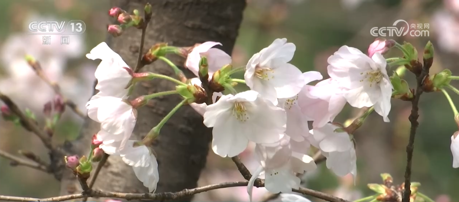 各地抢抓“春日经济”流量红利 “赏花热”扮靓乡村助农增收