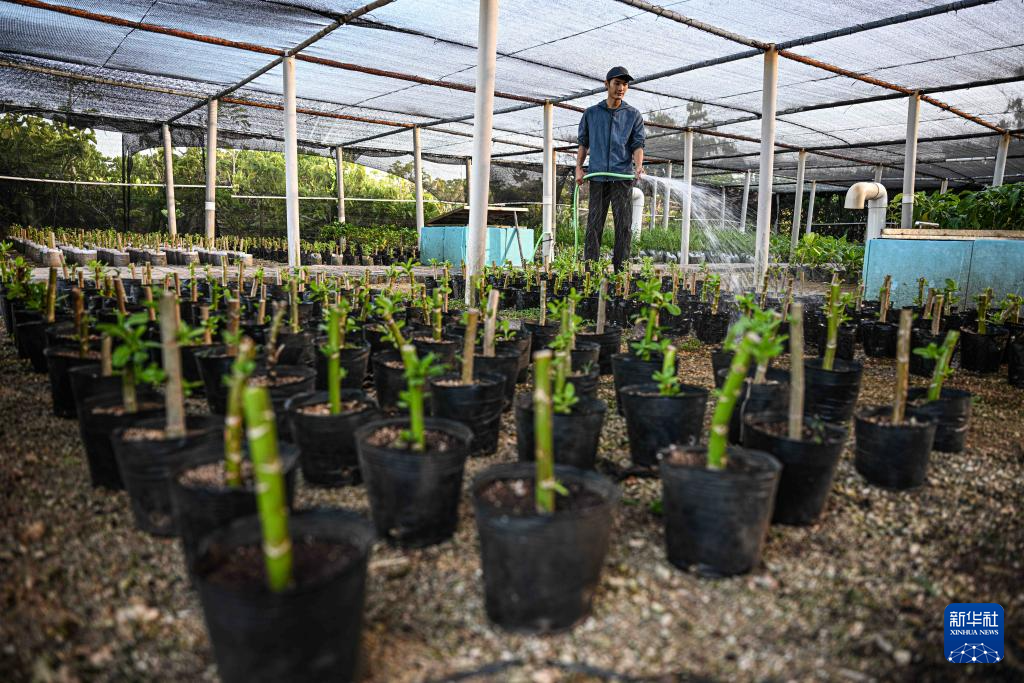 海南三沙赵述岛:从荒芜小岛到生态家园