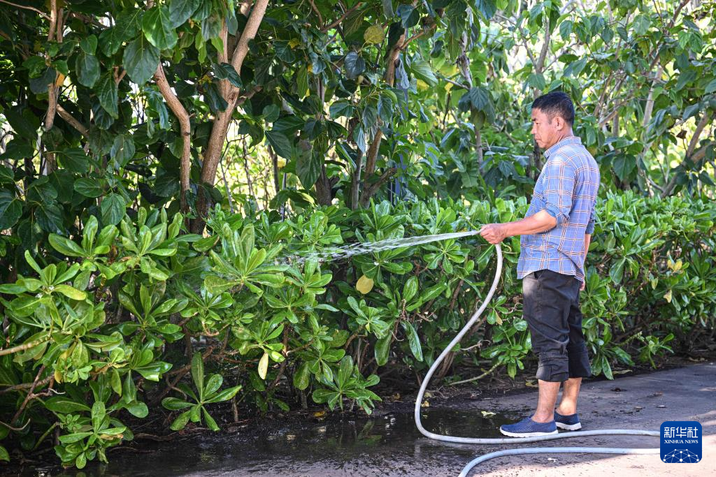海南三沙赵述岛:从荒芜小岛到生态家园