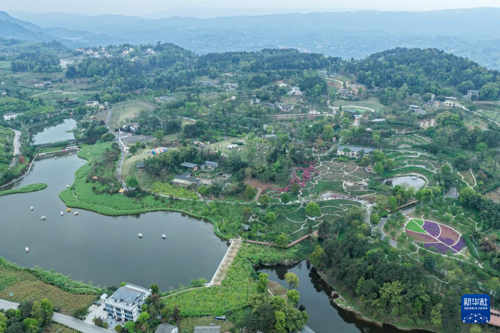 重庆巴南:“花海经济”扮靓乡村