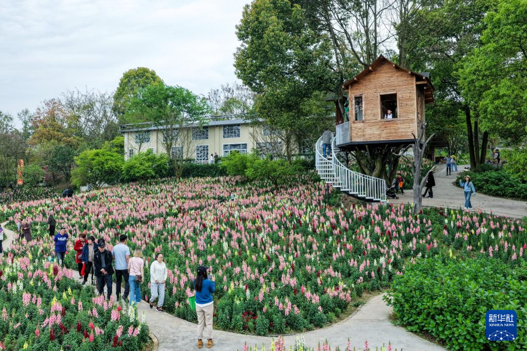 重庆巴南:“花海经济”扮靓乡村