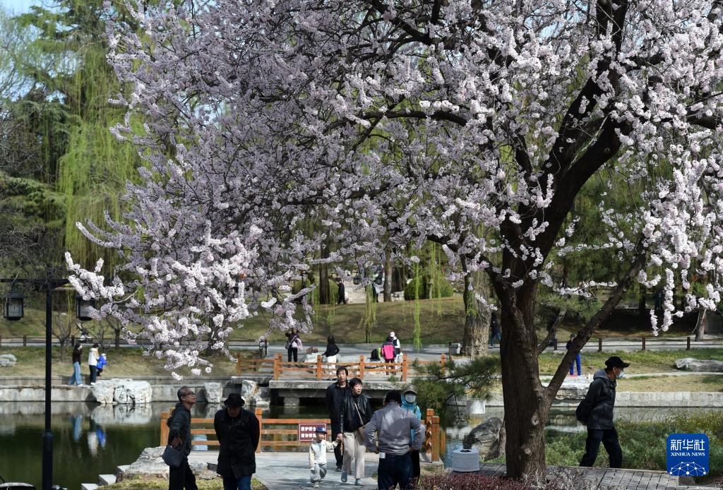 春染京城花枝俏