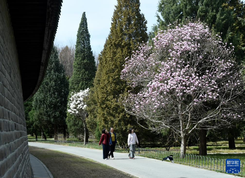 春染京城花枝俏