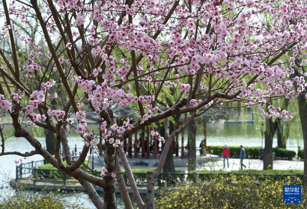 春染京城花枝俏
