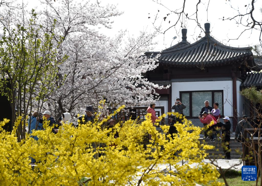 春染京城花枝俏