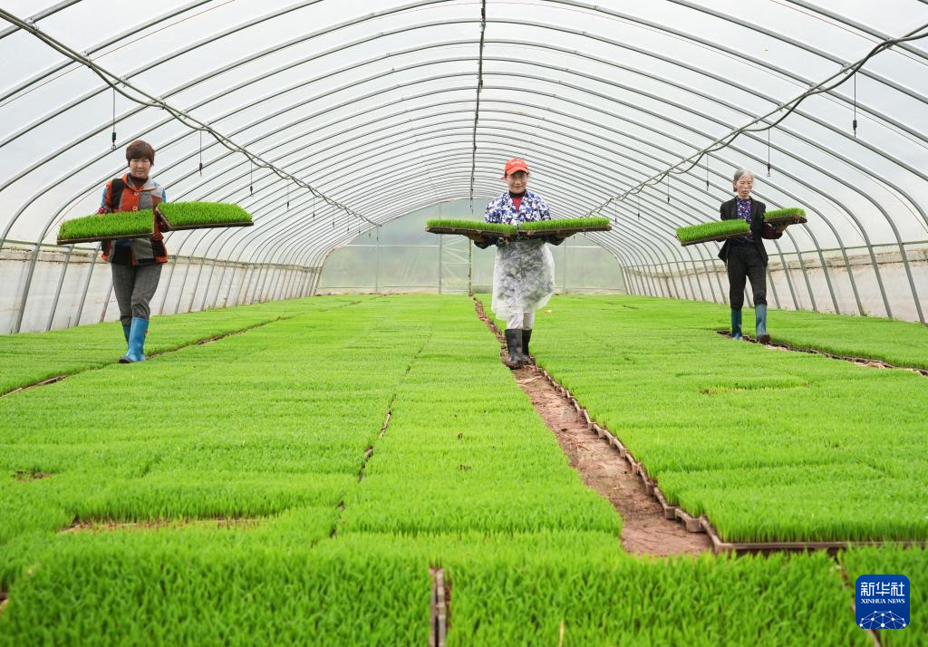 沃野田畴育秧忙