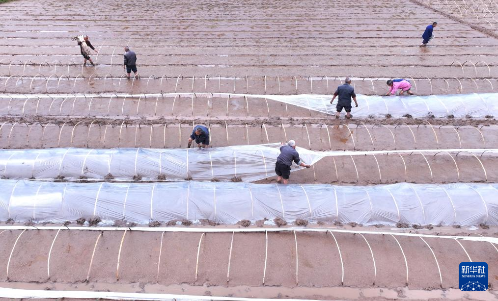 沃野田畴育秧忙