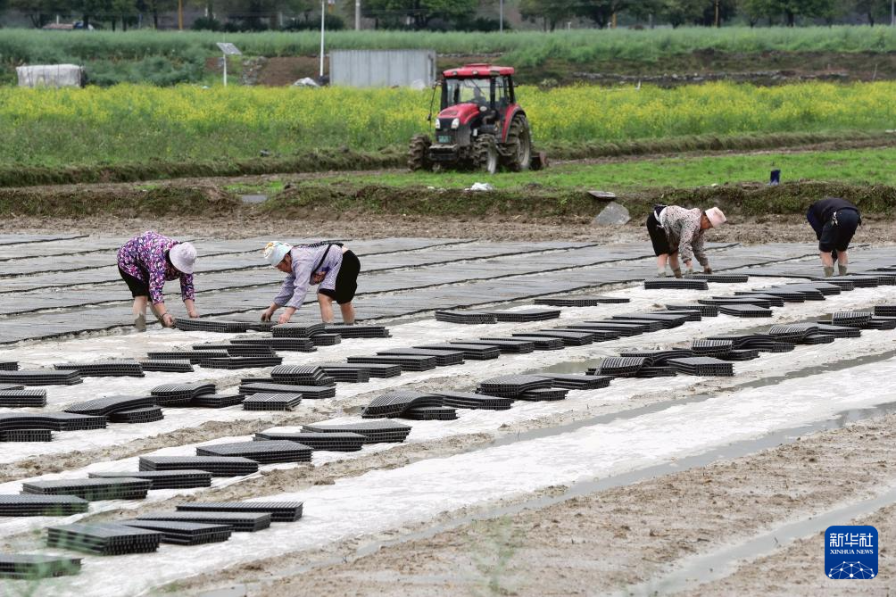 沃野田畴育秧忙