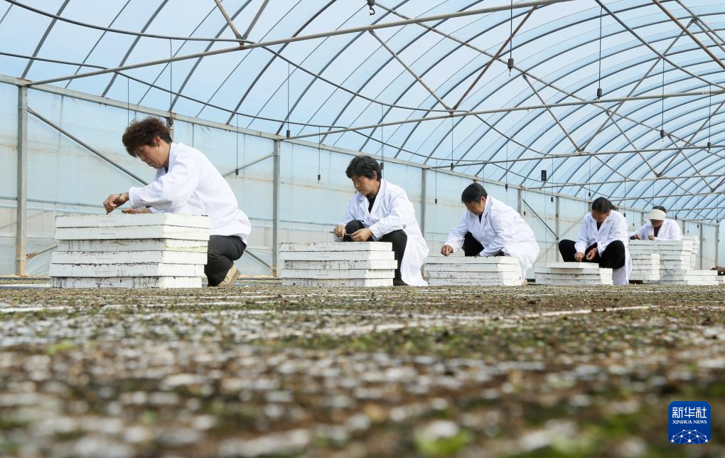 沃野田畴育秧忙