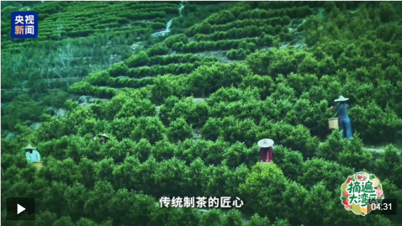 摘遍大湾区丨你被多变的茶香“圈粉”了吗？这座茶山藏着“数字密码”
