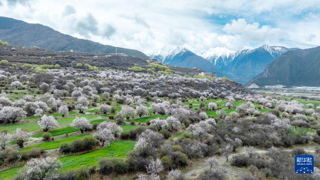 不负高原好春光 林芝桃花节开幕