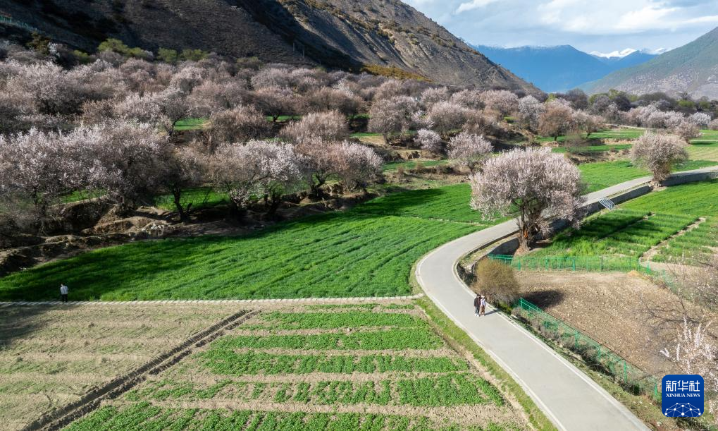 不负高原好春光 林芝桃花节开幕