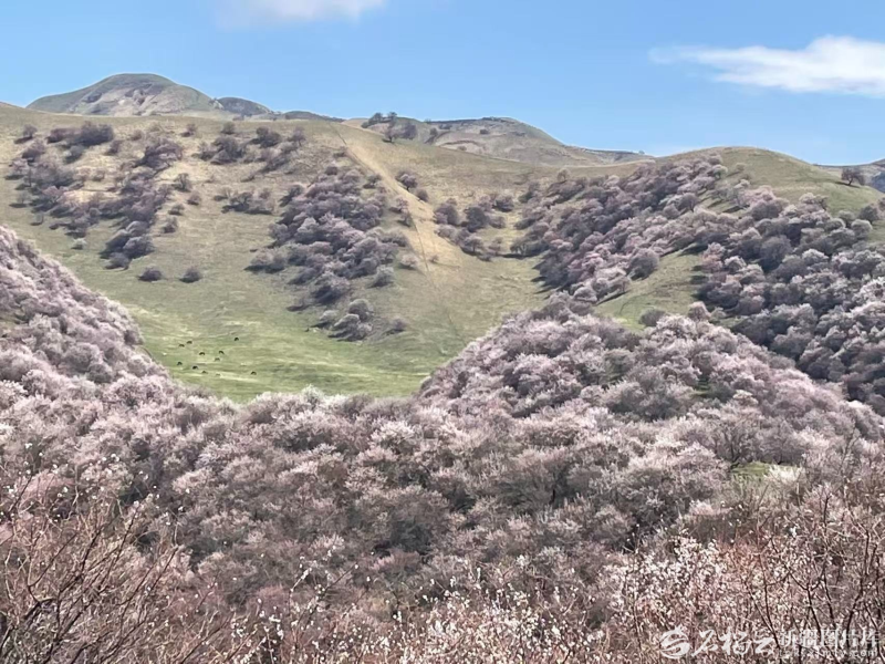 清明假期迎来旅游热潮 新疆文旅市场春日活力迸发