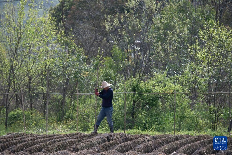 春日农耕忙 姜田孕希望