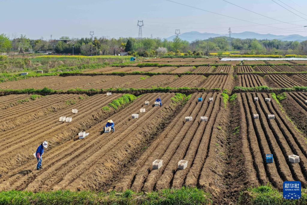春日农耕忙 姜田孕希望