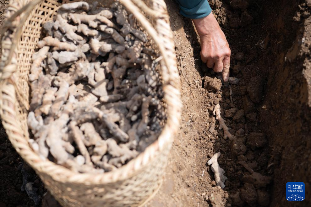春日农耕忙 姜田孕希望