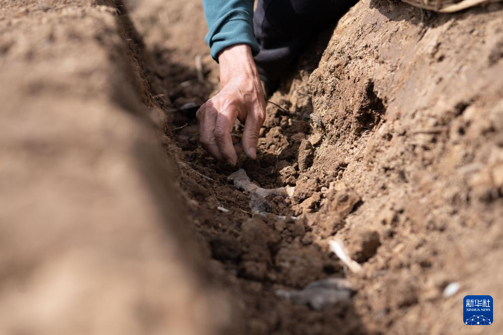 春日农耕忙 姜田孕希望