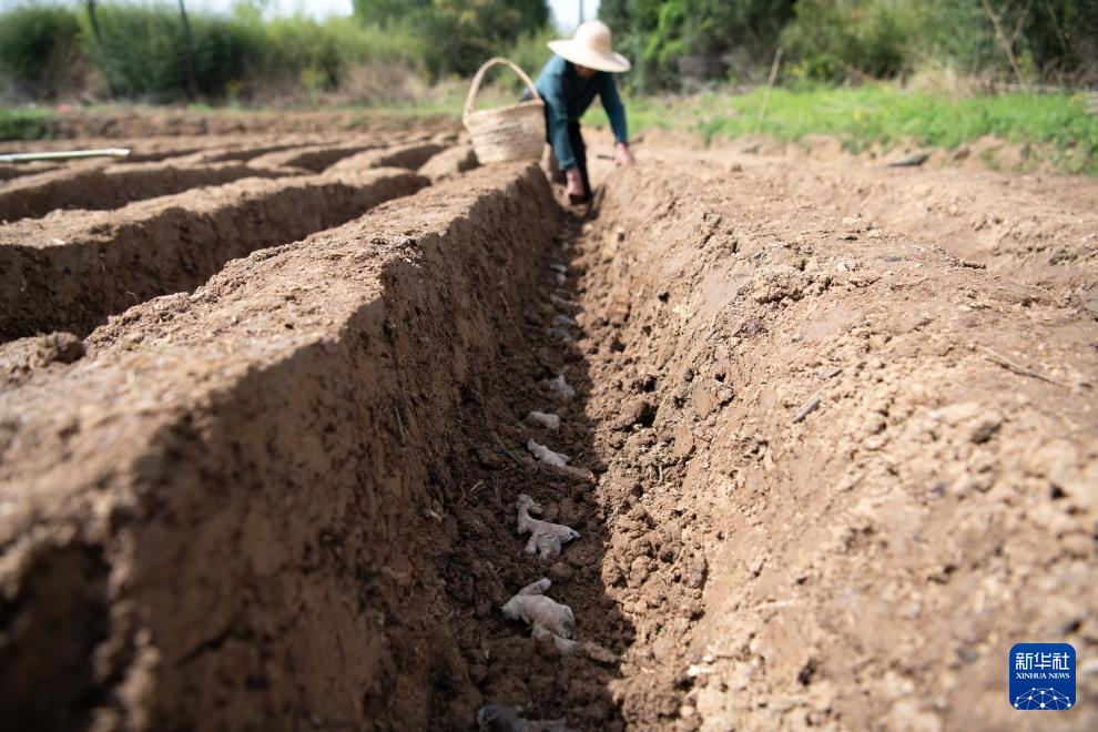春日农耕忙 姜田孕希望