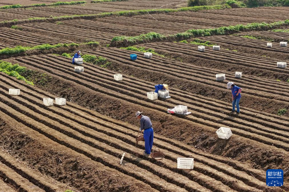 春日农耕忙 姜田孕希望
