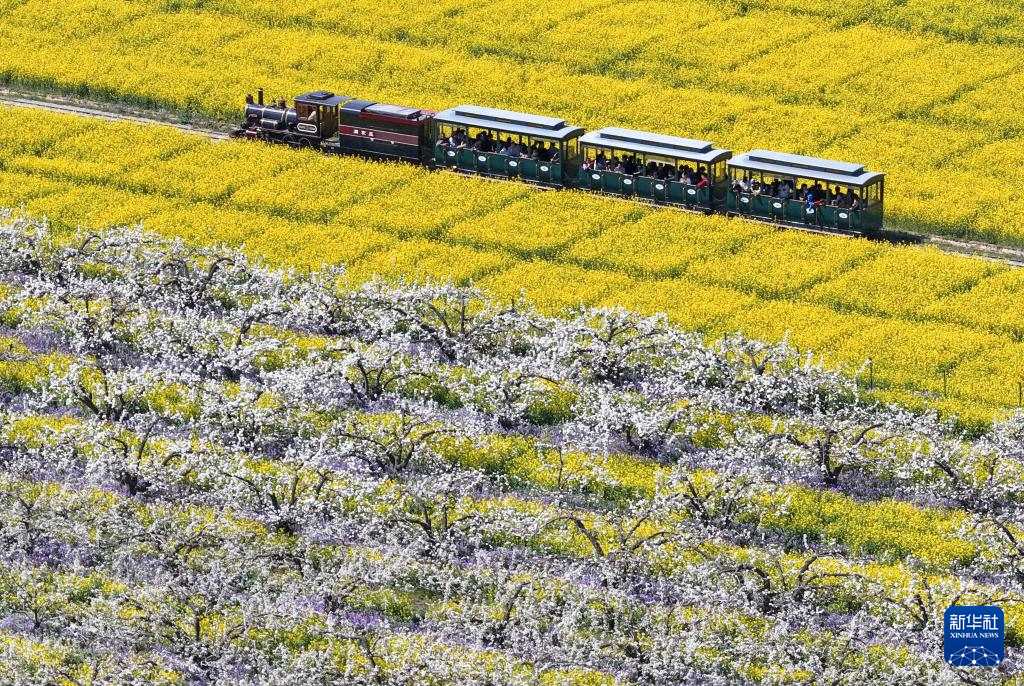 河北晋州:梨花盛开绘美景 农旅融合助发展
