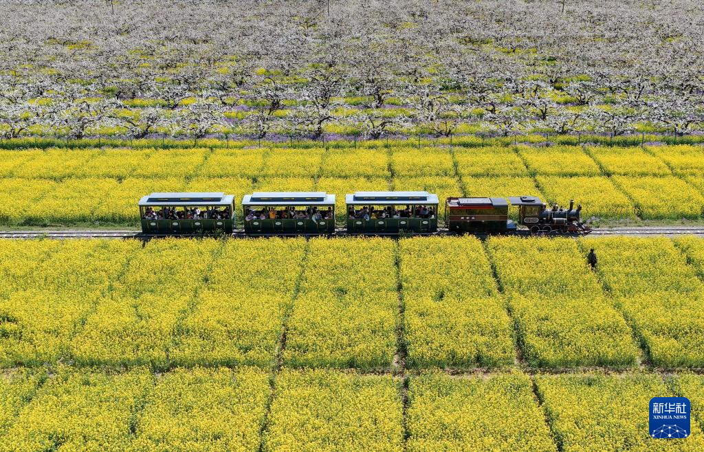 河北晋州:梨花盛开绘美景 农旅融合助发展