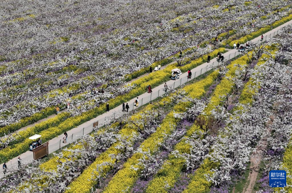 河北晋州:梨花盛开绘美景 农旅融合助发展