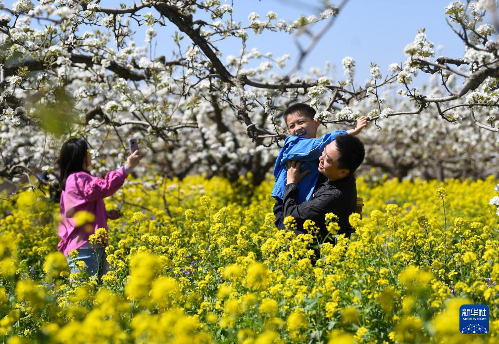 河北晋州:梨花盛开绘美景 农旅融合助发展