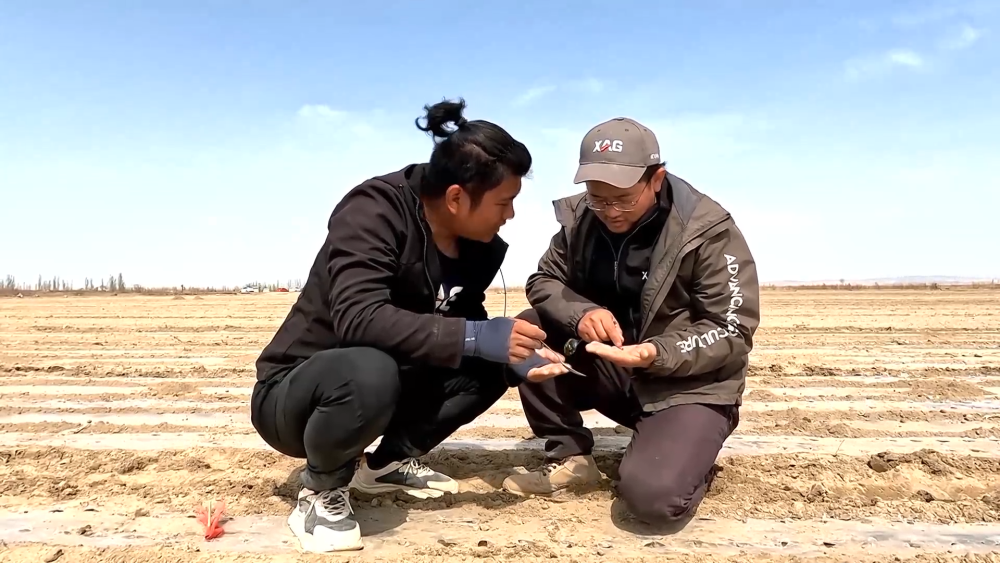 新疆“超级棉田”春播忙 科技种棉焕发新动能