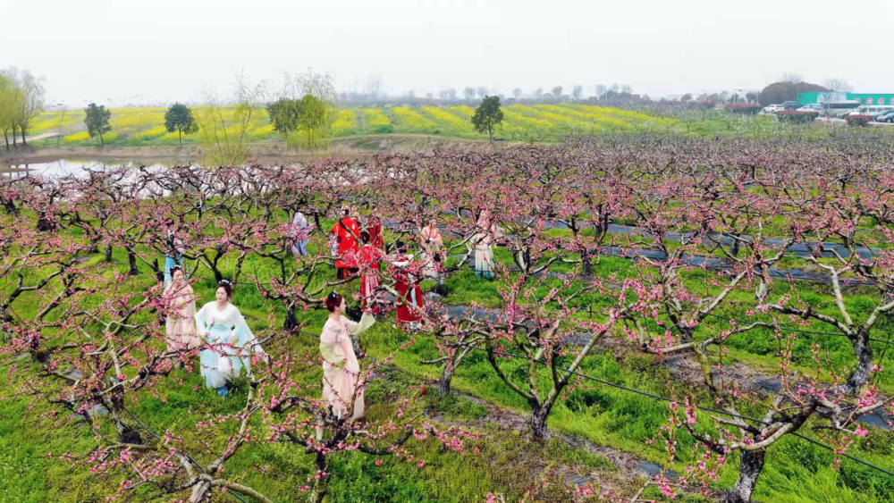 春日经济新图景｜“赏花经济”开出“四季春”