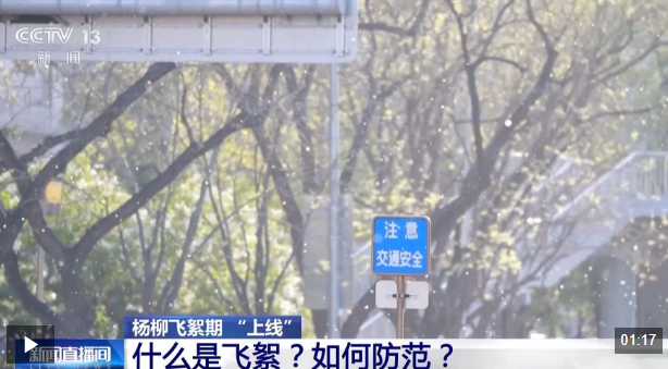 视频丨杨柳树为何飞絮？如何防范？专家解析
