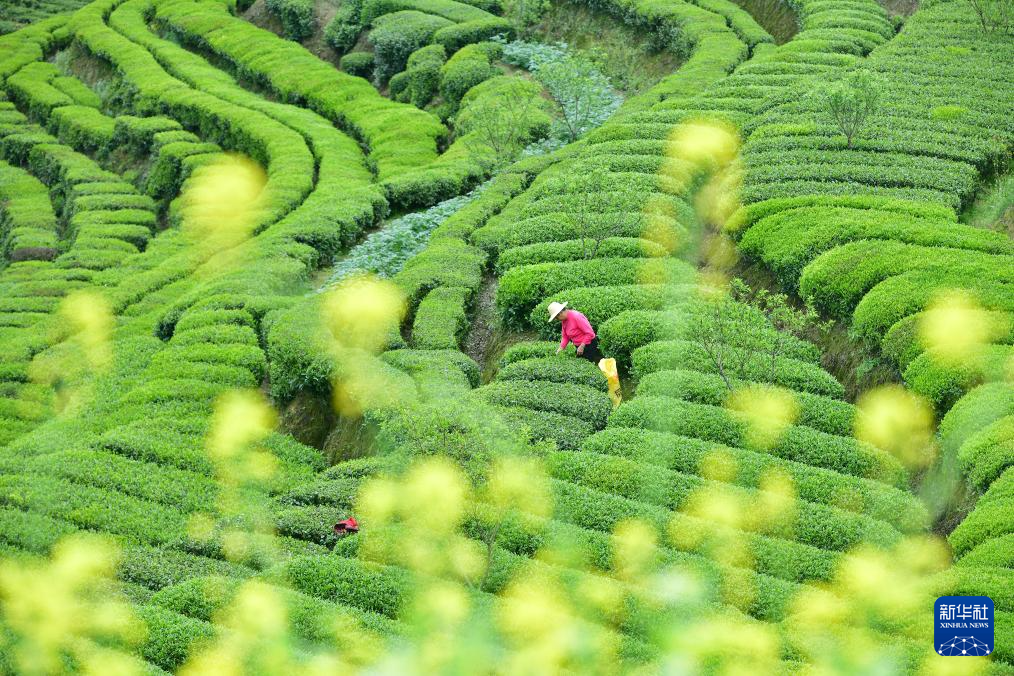 春茶飘香采摘忙
